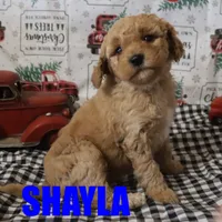 Shayla, a female Poodle - Miniature  for sale in Jasper, AR – Photo 6 of 6