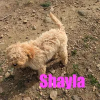 Shayla, a female Poodle - Miniature  for sale in Jasper, AR – Photo 1 of 6