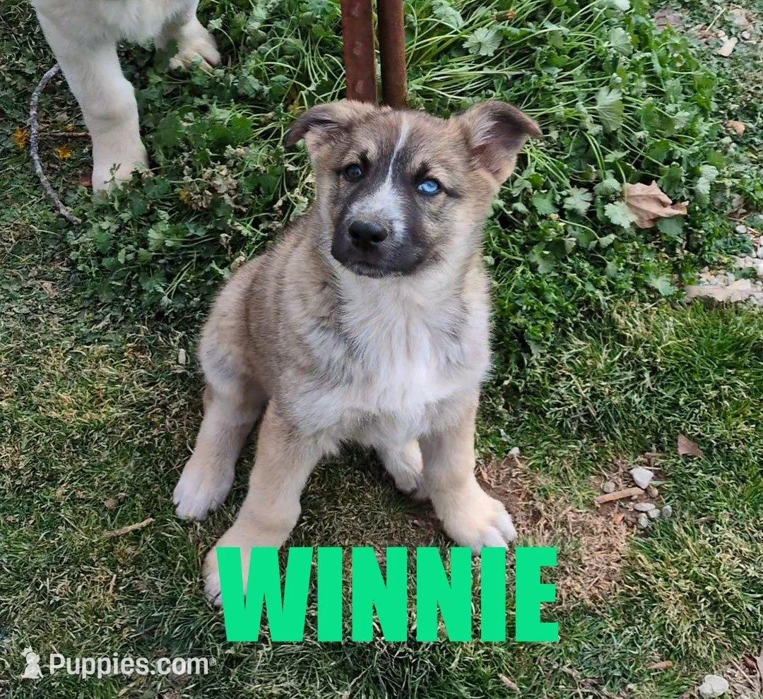 Winnie – Australian Shepherd, German Shepherd Dog puppy for sale in Jasper, AR