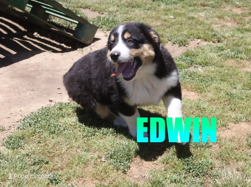Edwin – Australian Shepherd puppy for sale in Jasper, AR