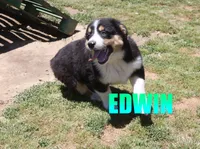 Edwin, a male Australian Shepherd for sale in Jasper, AR – 3 of 10