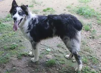 Hank, a male Australian Shepherd for sale in Jasper, AR – 3 of 3