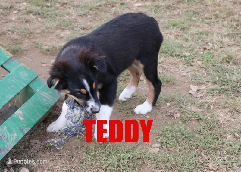 Teddy – Miniature Australian Shepherd puppy for sale in Jasper, AR