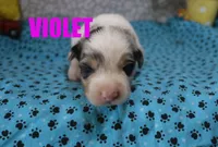 Violet, a female Australian Shepherd for sale in Jasper, AR – 2 of 2