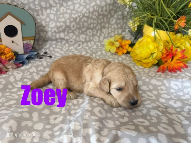 Zoey – English Goldendoodle puppy for sale in Jasper, AR