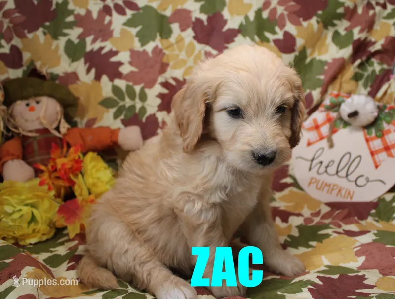 Zac – Goldendoodle puppy for sale in Jasper, AR