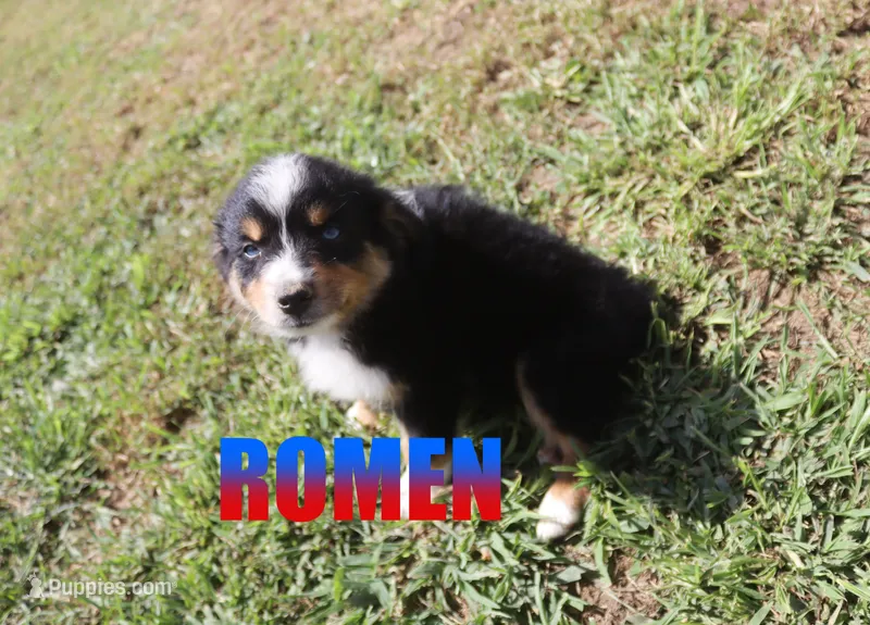 Ramon – Australian Shepherd puppy for sale in Jasper, AR