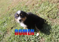 Ramon, a male Australian Shepherd for sale in Jasper, AR – 2 of 4