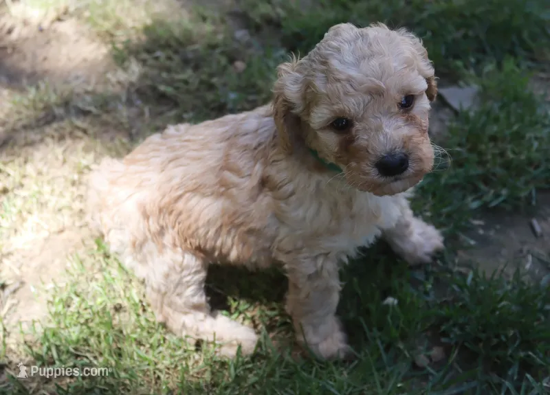 Pebbles – Poodle - Miniature  puppy for sale in Jasper, AR