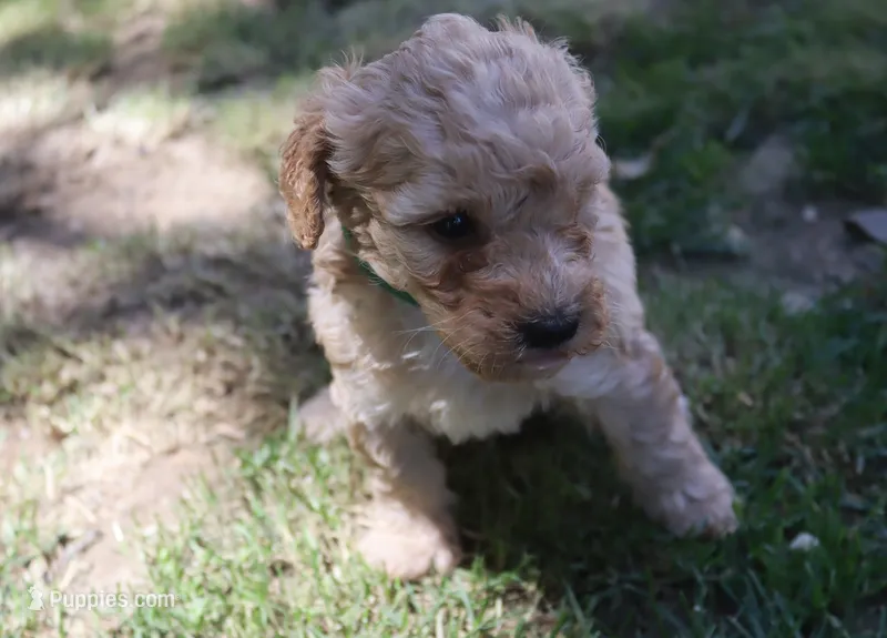 preston – Poodle - Miniature  puppy for sale in Jasper, AR