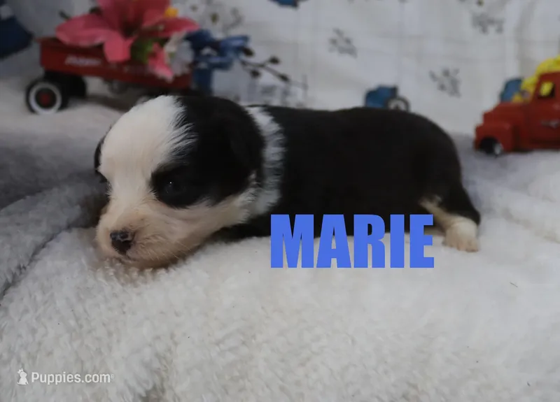 Marie – Miniature Australian Shepherd puppy for sale in Jasper, AR