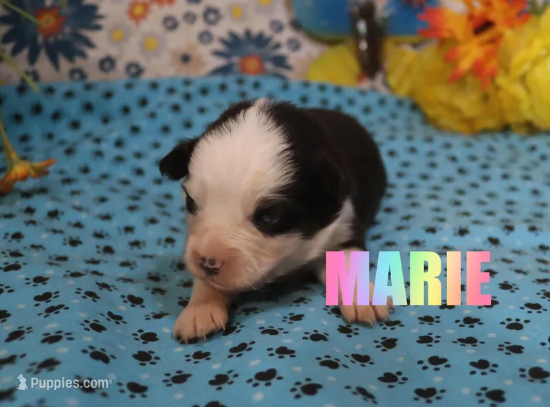 Marie – Miniature Australian Shepherd puppy for sale in Jasper, AR