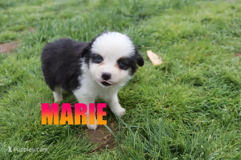 Marie – Miniature Australian Shepherd puppy for sale in Jasper, AR
