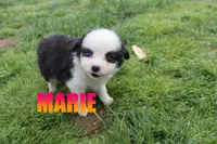 Marie, a female Miniature Australian Shepherd for sale in Jasper, AR – 4 of 8