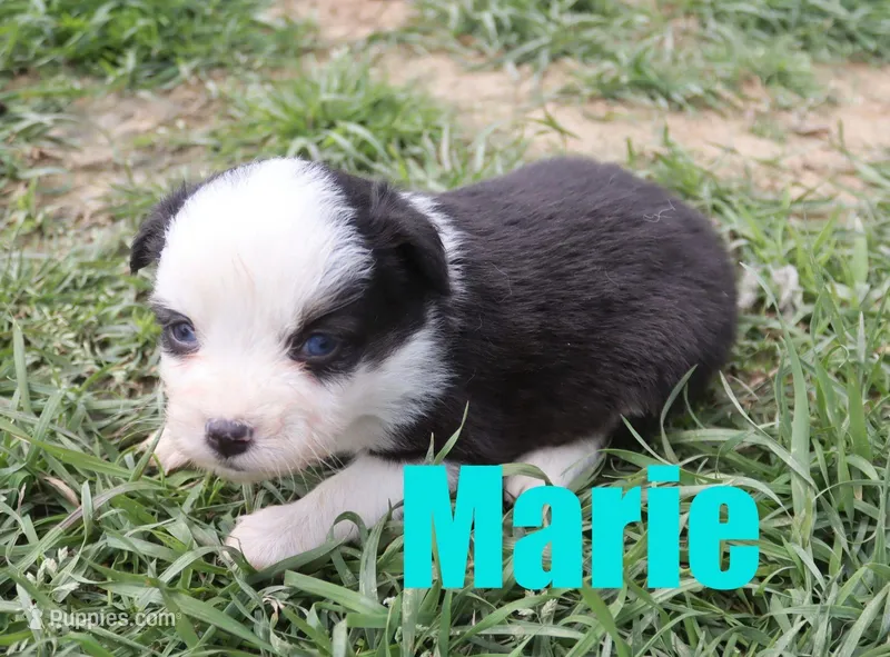Marie – Miniature Australian Shepherd puppy for sale in Jasper, AR