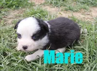 Marie, a female Miniature Australian Shepherd for sale in Jasper, AR – 6 of 8