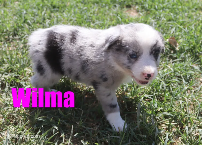 Wilma – Miniature Australian Shepherd puppy for sale in Jasper, AR