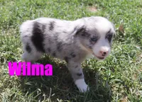 Wilma, a female Miniature Australian Shepherd for sale in Jasper, AR – 4 of 5