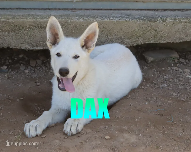 Dax – German Shepherd Dog puppy for sale in Jasper, AR