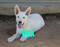 Dax, a male German Shepherd Dog for sale in Jasper, AR – 2 of 3
