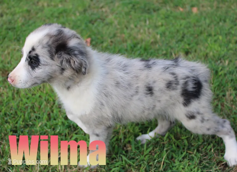 Wilma – Miniature Australian Shepherd puppy for sale in Jasper, AR