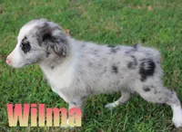 Wilma, a female Miniature Australian Shepherd for sale in Jasper, AR – 1 of 5