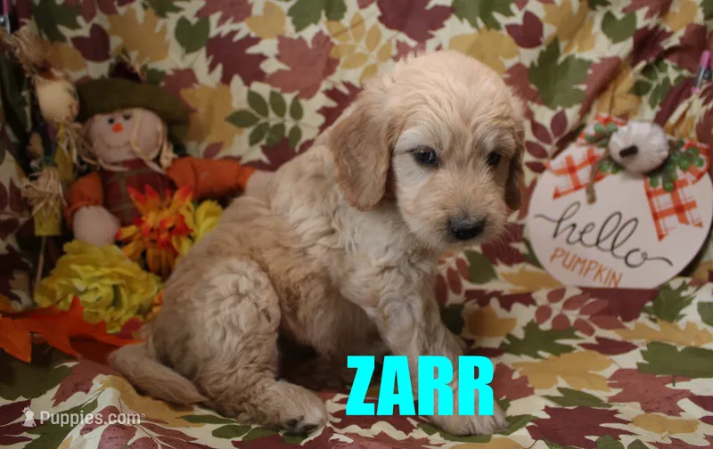 Zarr – Goldendoodle puppy for sale in Jasper, AR