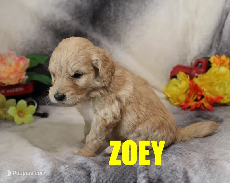 Zoey – Goldendoodle puppy for sale in Jasper, AR