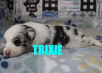 Trixie, a female Miniature Australian Shepherd for sale in Jasper, AR – 1 of 2