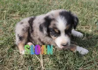 Sloan, a male Australian Shepherd for sale in Jasper, AR – 2 of 2