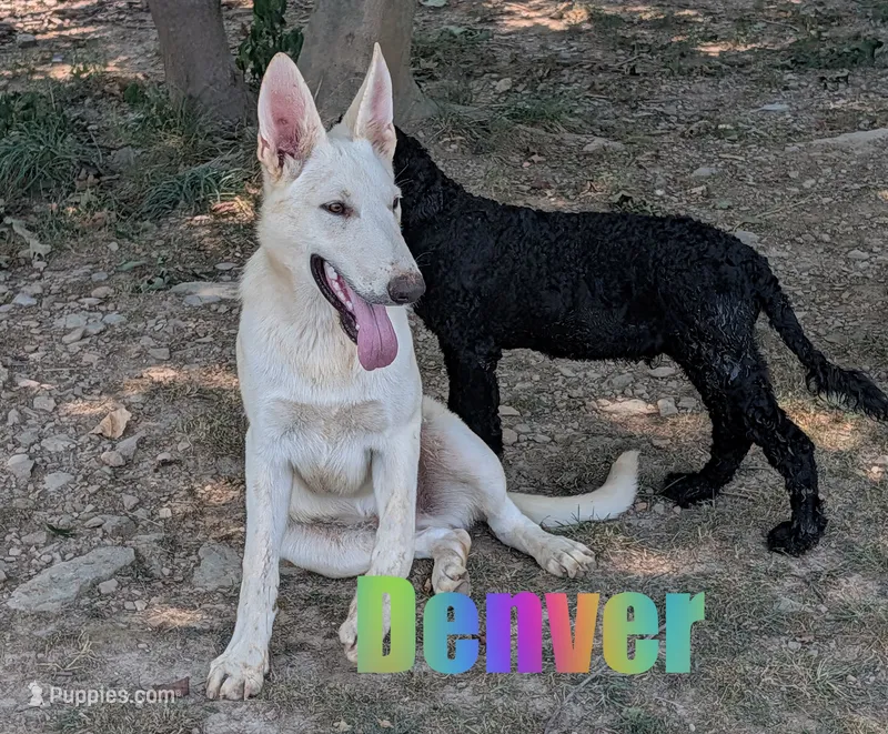 Denver – German Shepherd Dog puppy for sale in Jasper, AR