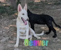 Denver, a male German Shepherd Dog for sale in Jasper, AR – 1 of 6