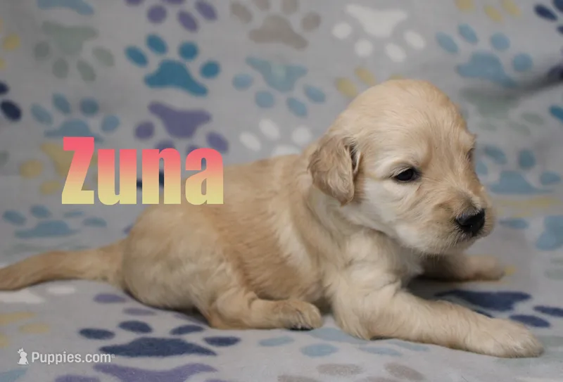 Zuna – Goldendoodle puppy for sale in Jasper, AR