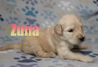 Zuna, a female Goldendoodle for sale in Jasper, AR – 1 of 2