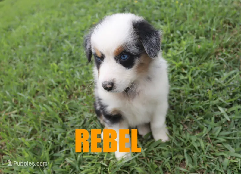 Rebel – Australian Shepherd puppy for sale in Jasper, AR