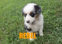 Rebel, a male Australian Shepherd for sale in Jasper, AR – 3 of 4