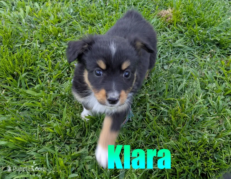 Klara – Miniature Australian Shepherd puppy for sale in Jasper, AR