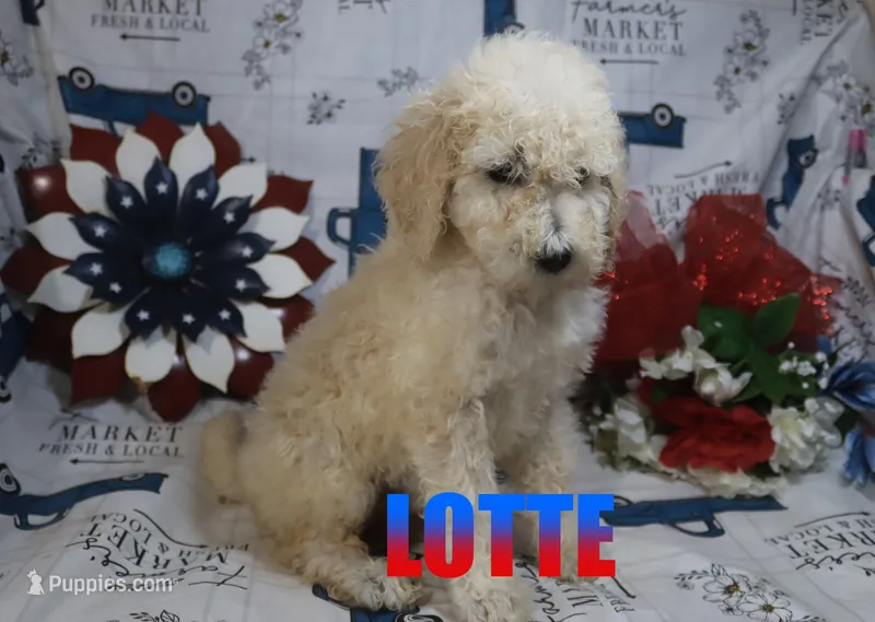 Lotte – Poodle - Standard  puppy for sale in Jasper, AR