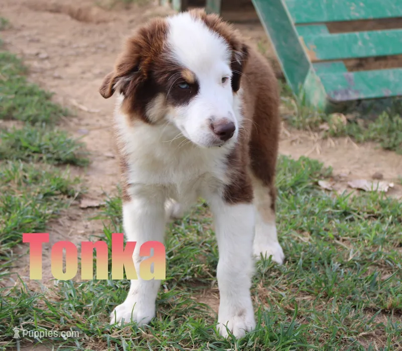 Tonka – Miniature Australian Shepherd puppy for sale in Jasper, AR