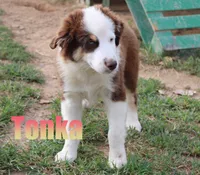 Tonka, a male Miniature Australian Shepherd for sale in Jasper, AR – 1 of 6