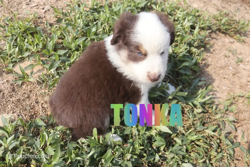 Tonka – Miniature Australian Shepherd puppy for sale in Jasper, AR