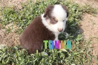 Tonka, a male Miniature Australian Shepherd for sale in Jasper, AR – 1 of 3