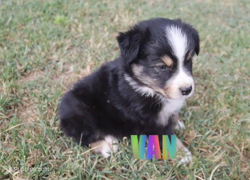 Van – Australian Shepherd puppy for sale in Jasper, AR