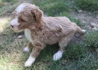 Patty, a female Poodle - Miniature  for sale in Jasper, AR – 2 of 3