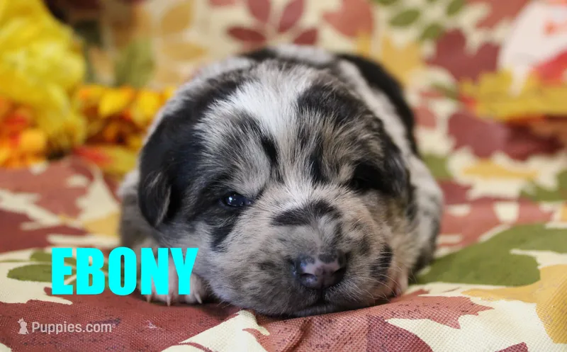 Ebony – Australian Shepherd, German Shepherd Dog puppy for sale in Jasper, AR