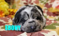 Ebony, a female Australian Shepherd and German Shepherd Dog for sale in Jasper, AR – 1 of 1