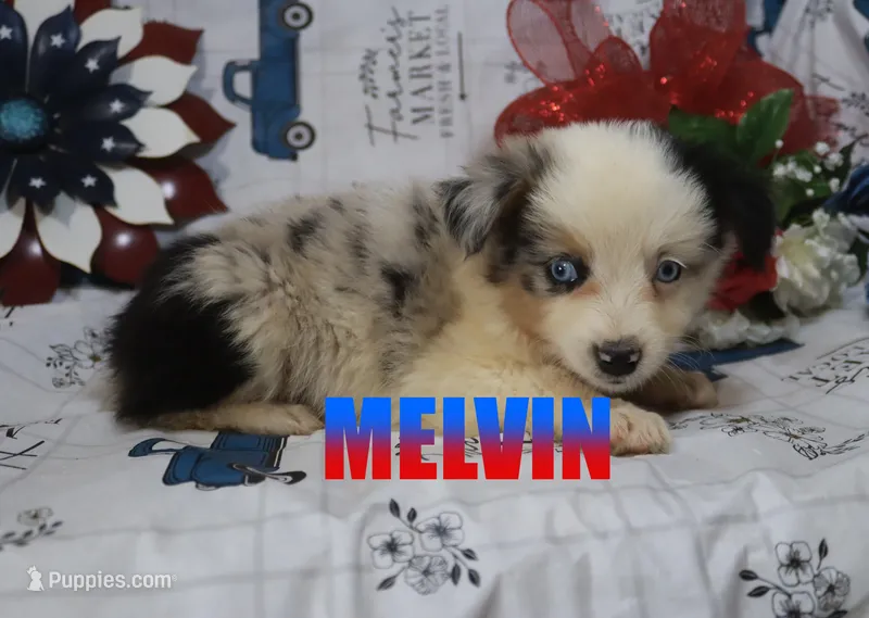 Melvin – Miniature Australian Shepherd puppy for sale in Jasper, AR