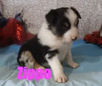 Zippo, a male Australian Shepherd for sale in Jasper, AR – 5 of 7