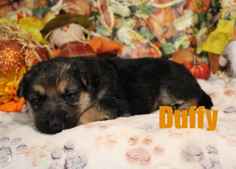 Duffy – German Shepherd Dog puppy for sale in Jasper, AR