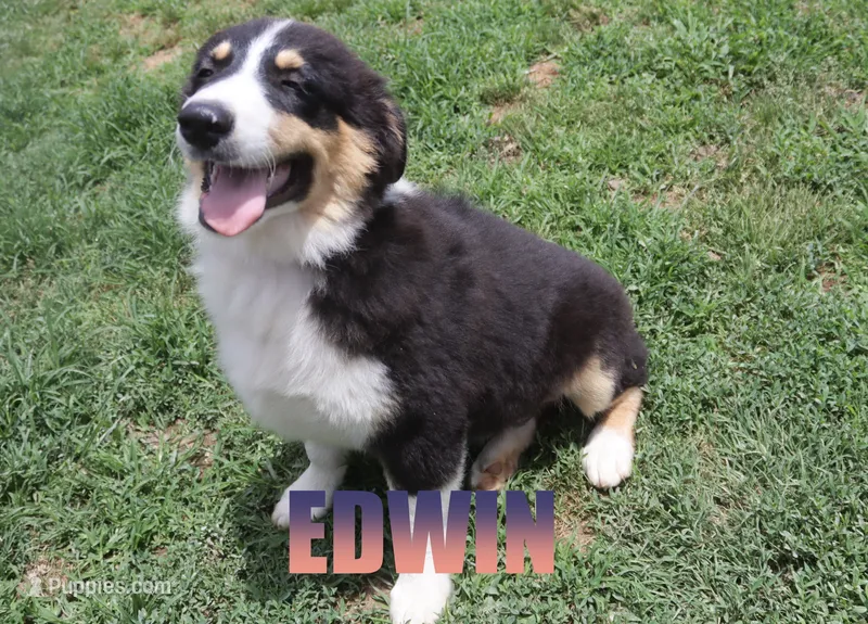 Edwin – Australian Shepherd puppy for sale in Jasper, AR